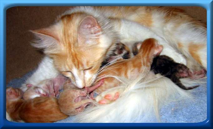 Dschadi's W - Kitten born 08-08-2003